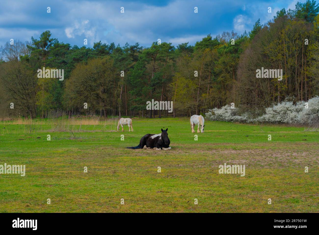 Zwei weiße und ein schwarzes, liegendes Pferd in einer Koppel im Frühling. Umgeben von einem Wald Stockfoto