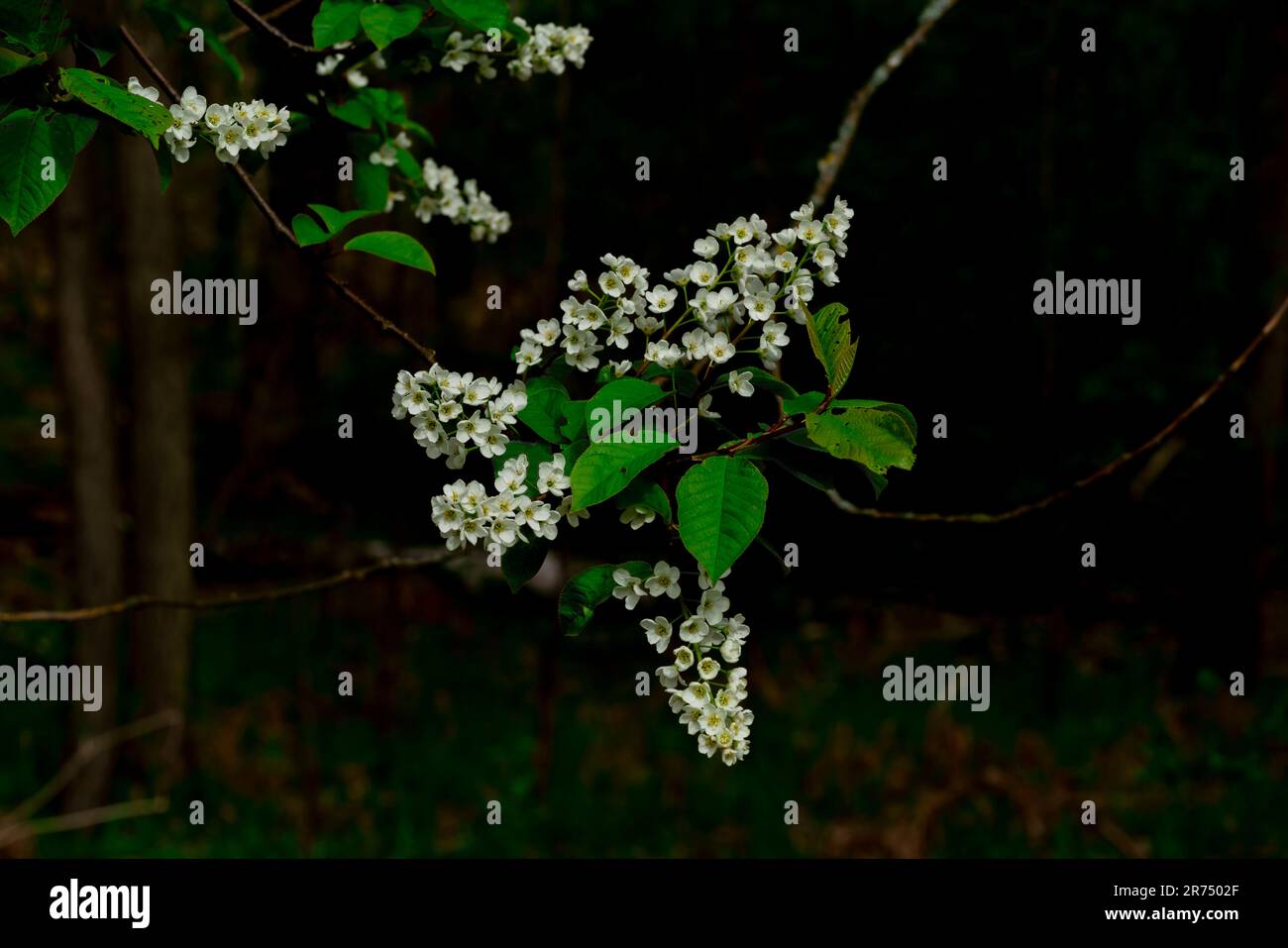 Blühender Baum im Frühling im Wald in Deutschland Stockfoto