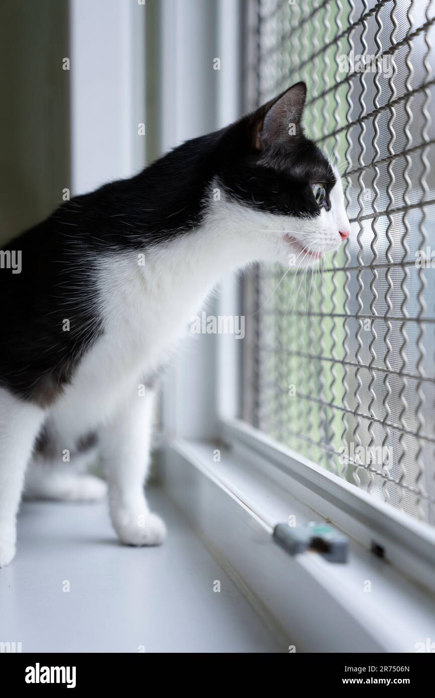 Neugierige schwarz-weiße Katze beobachtet die Welt draußen durch ein eingezäuntes Fenster im Tierheim Stockfoto