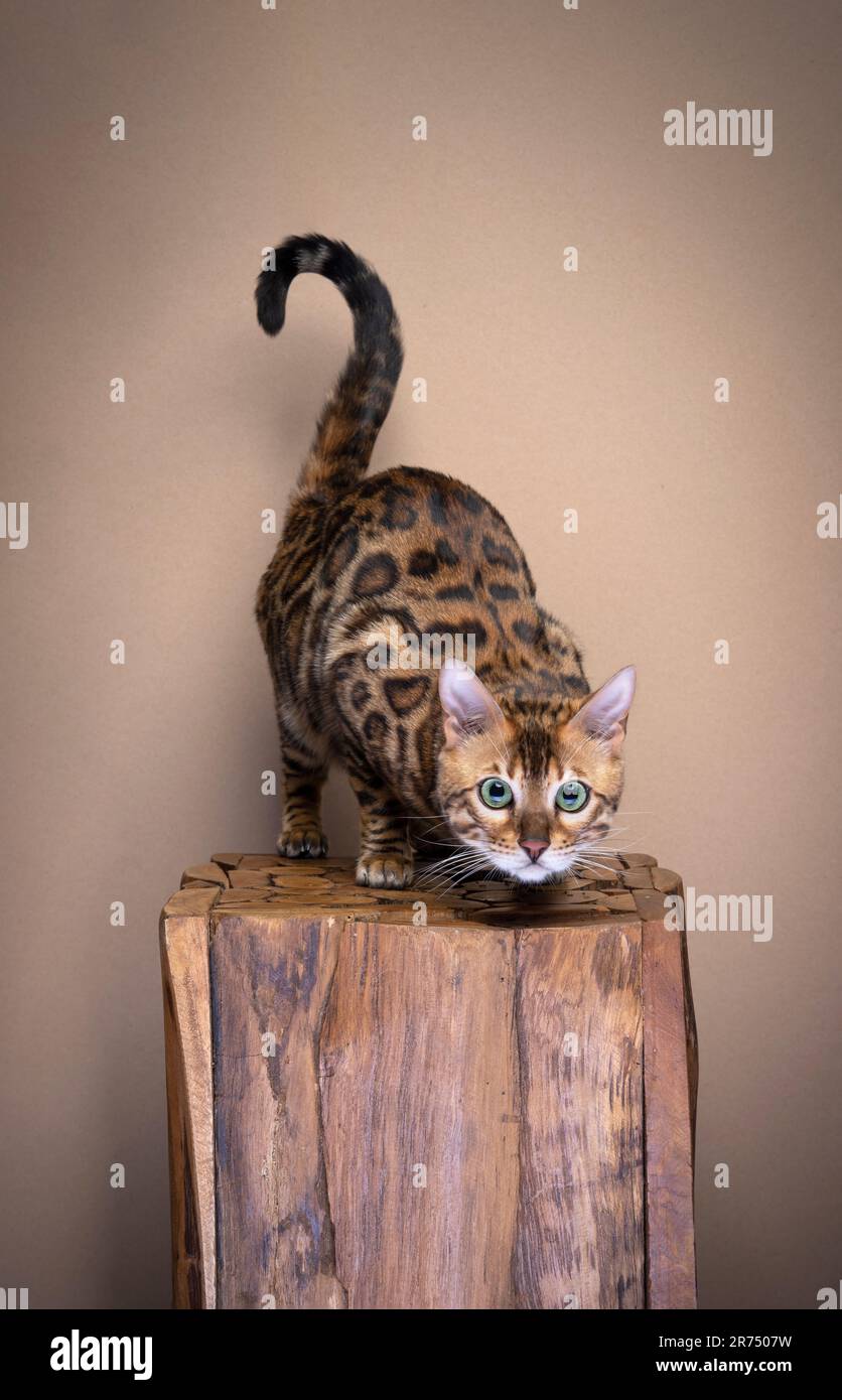 Porträt einer bengalischen Katze, die für die Kamera posiert. Die bengalische Katze sitzt auf einem Holzblock. Stockfoto