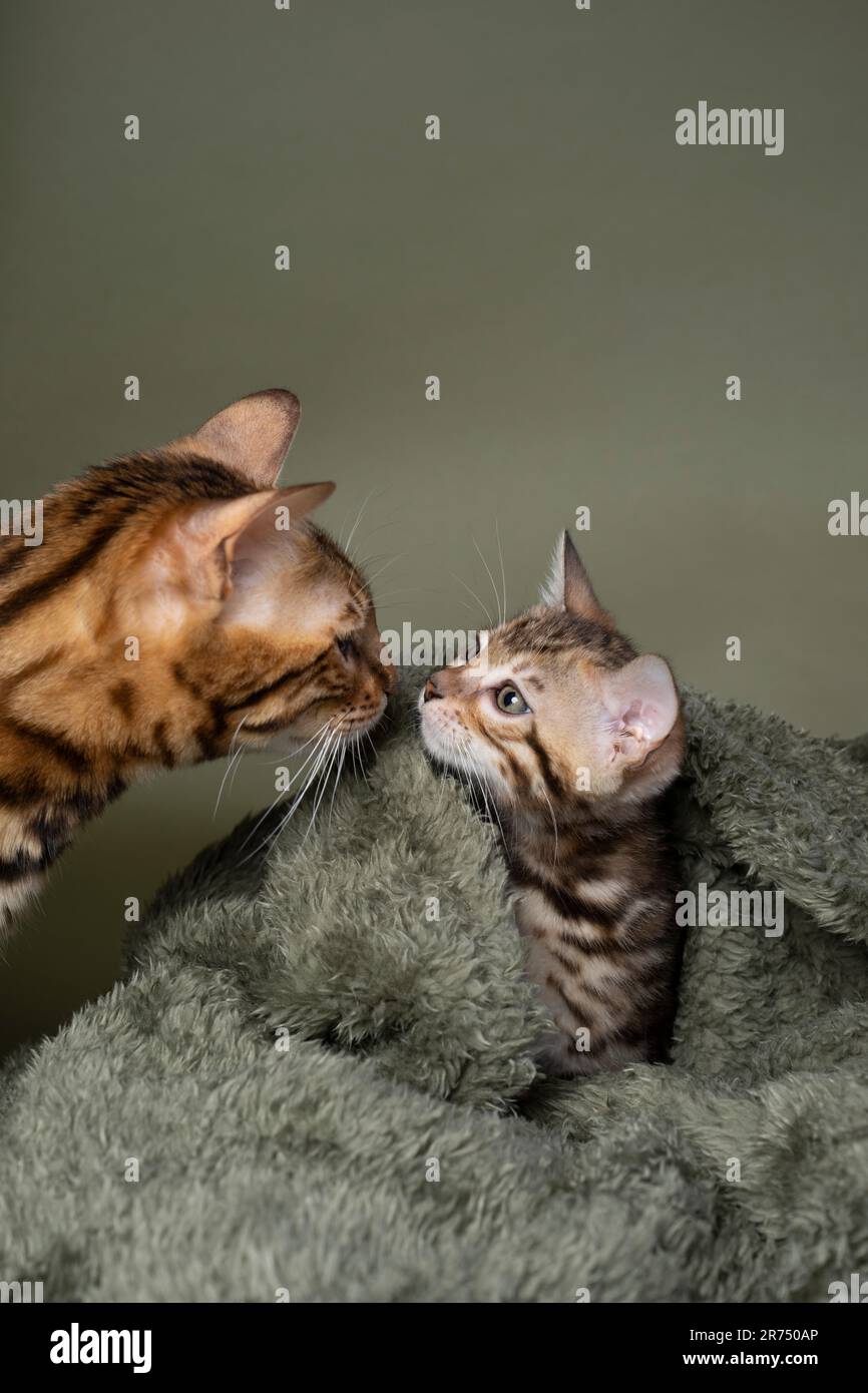 Erwachsene bengalische Katzenmutter schnüffelt an ihrem kleinen Kätzchen, das in eine gemütliche grüne Decke eingewickelt ist, Studioaufnahme auf grünem Hintergrund mit Kopierbereich Stockfoto