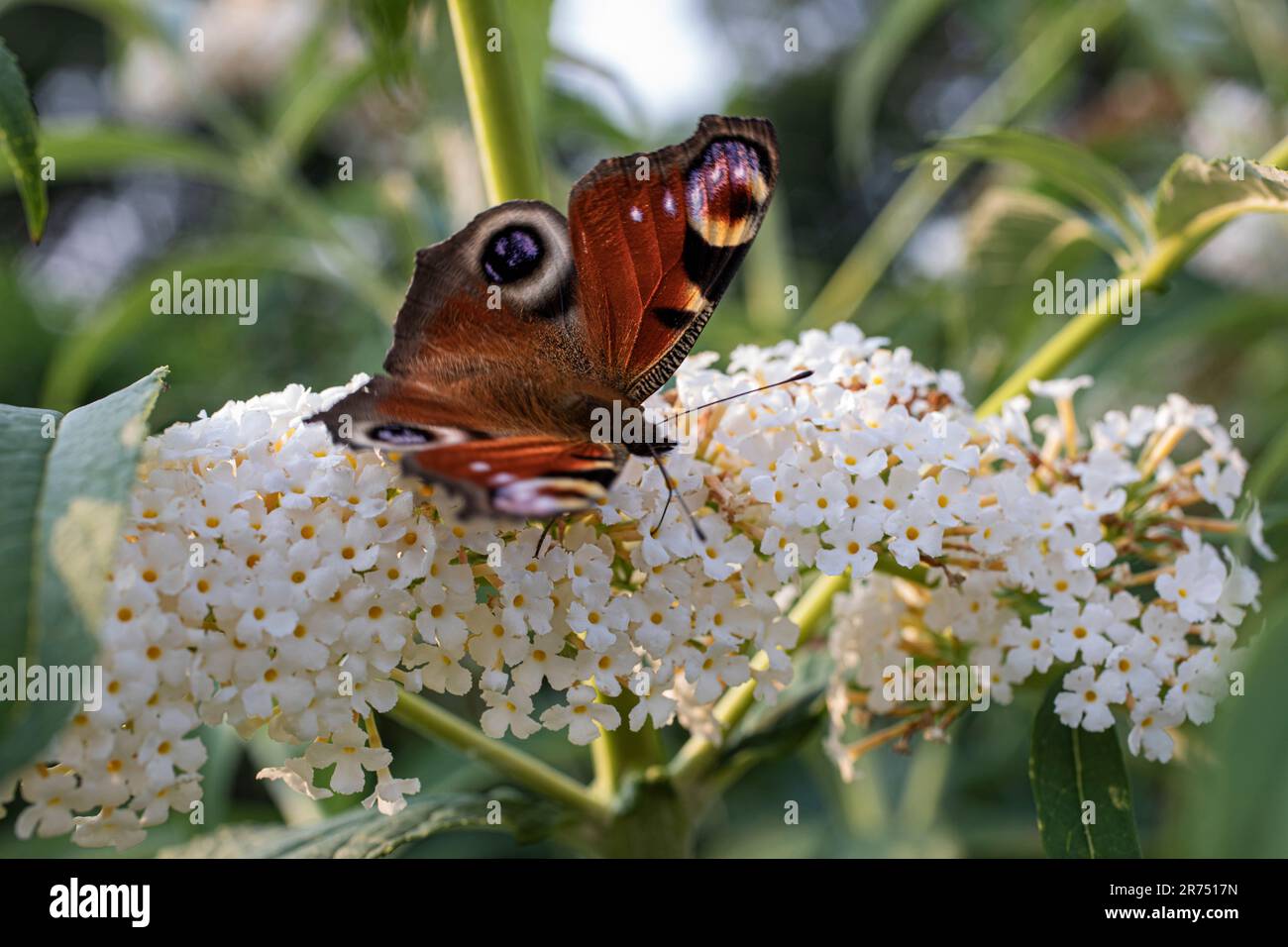 Peacock Butterfly, "Inachis io", auf Blütenpanikeln eines Schmetterlingsbusches, "White Profusion", Garten, Stockfoto