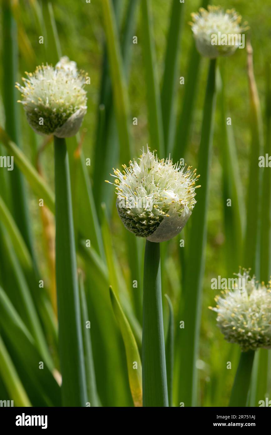 Weiße Schnittlauch-Blumen im Garten, Allium fistulosum, Nahaufnahme und grüner Hintergrund Stockfoto