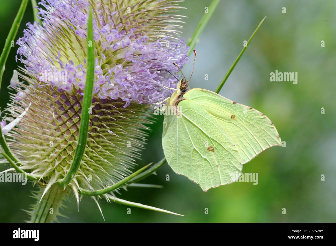 Wilde Kardone mit Schmetterling Stockfoto
