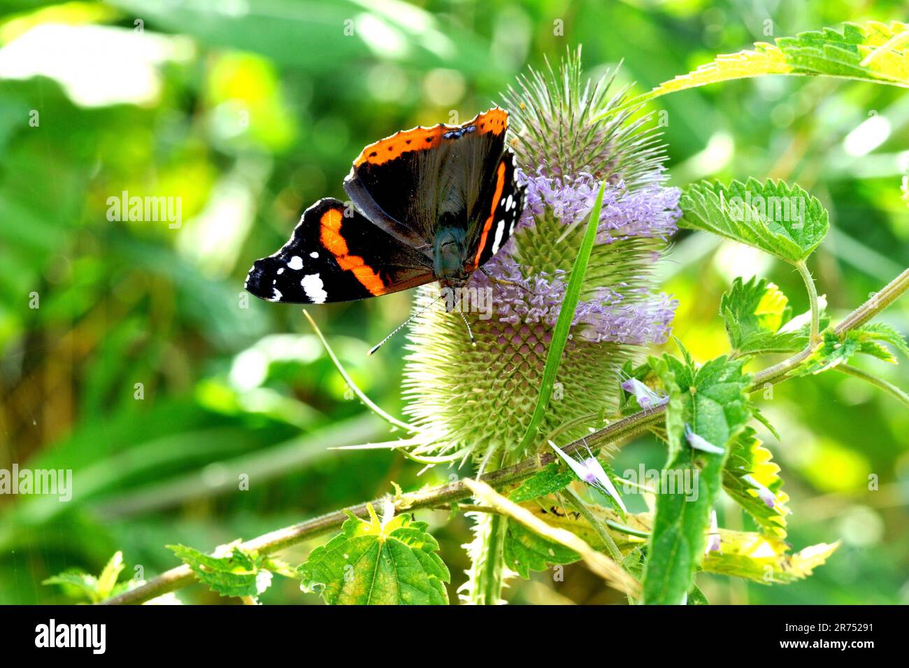 Wilde Kardone mit Schmetterling Stockfoto
