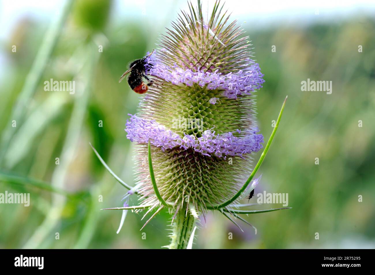 Wilde Kardone mit Hummel Stockfoto