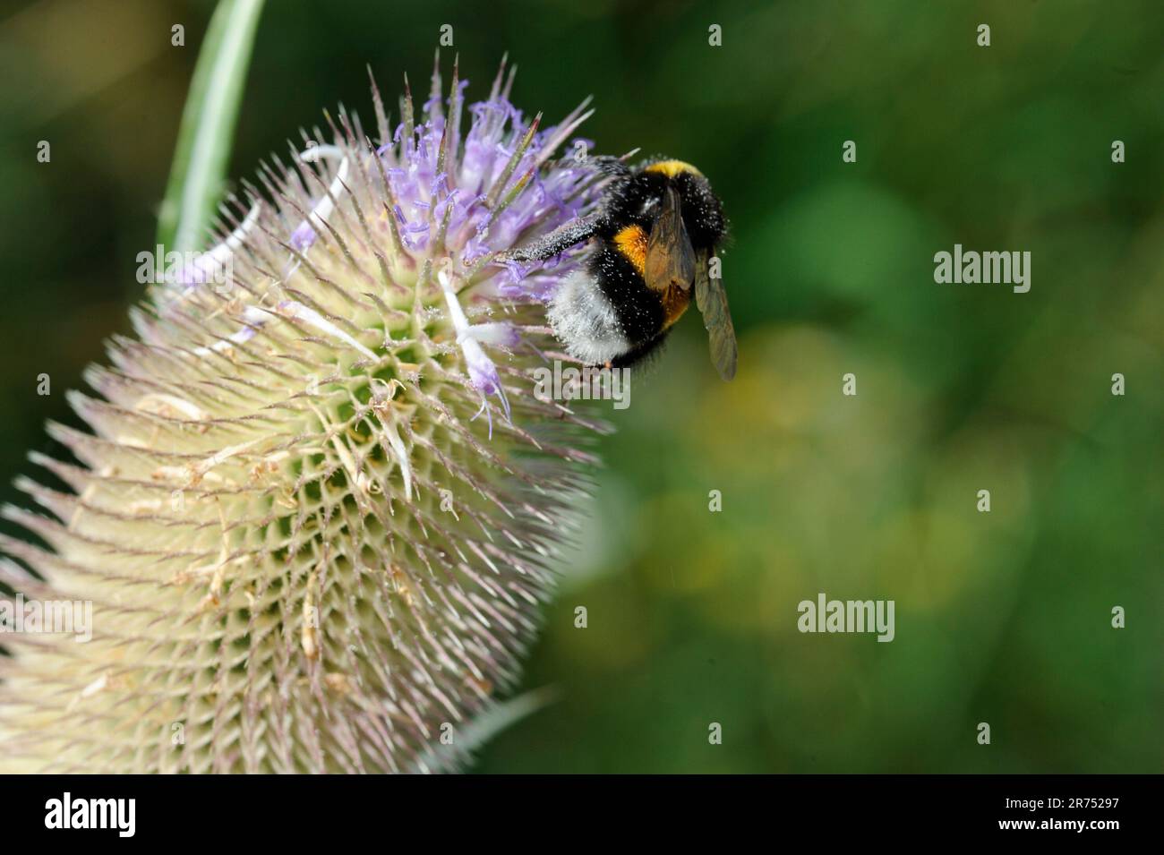 Wilde Kardone mit Hummel Stockfoto