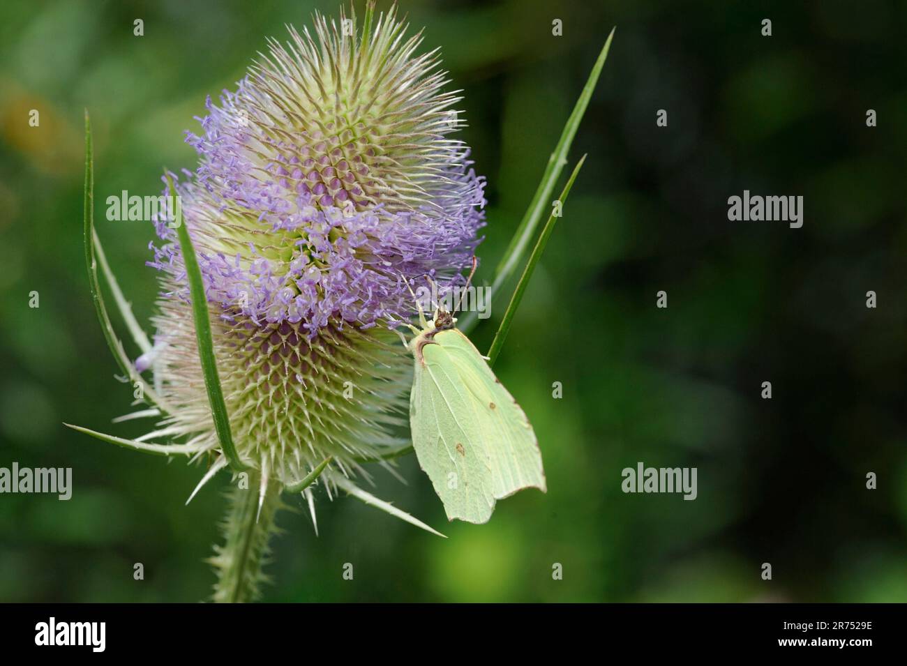 Wilde Kardone mit Schmetterling Stockfoto