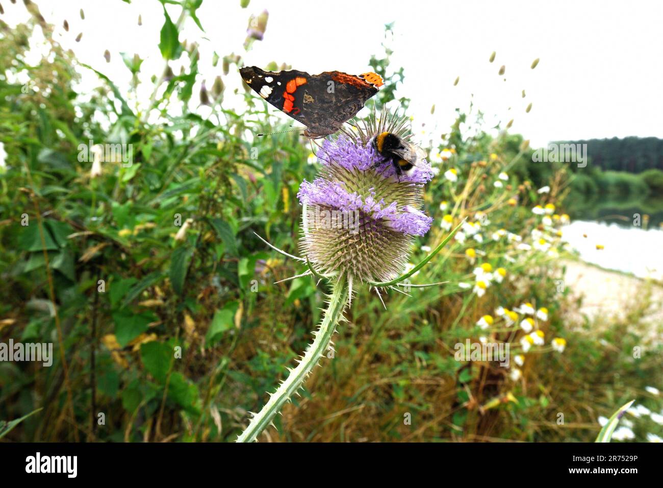 Wilde Kardone mit Hummel und Schmetterling Stockfoto