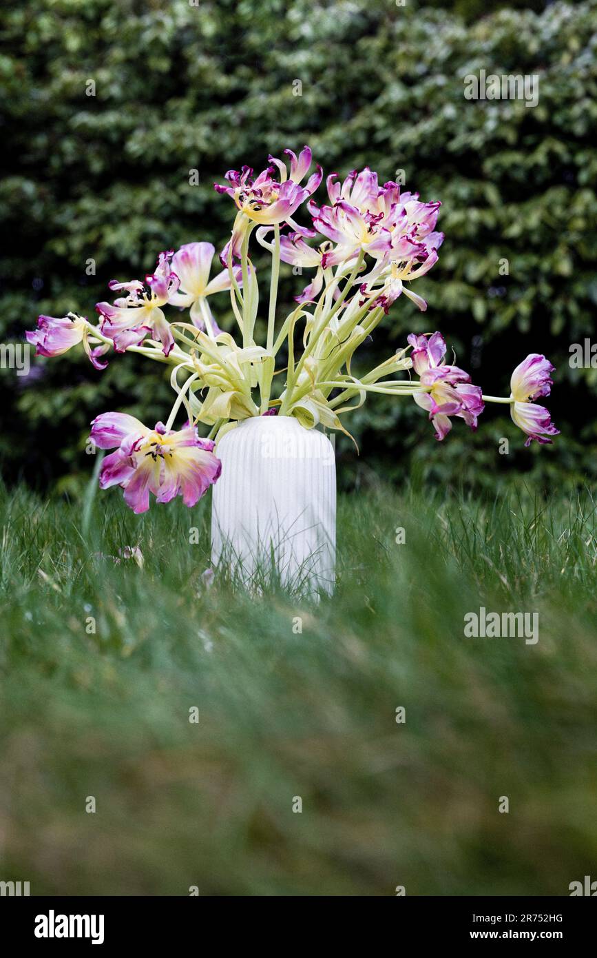 Verblasster Tulpenstrauß auf einer Wiese im Garten Stockfoto