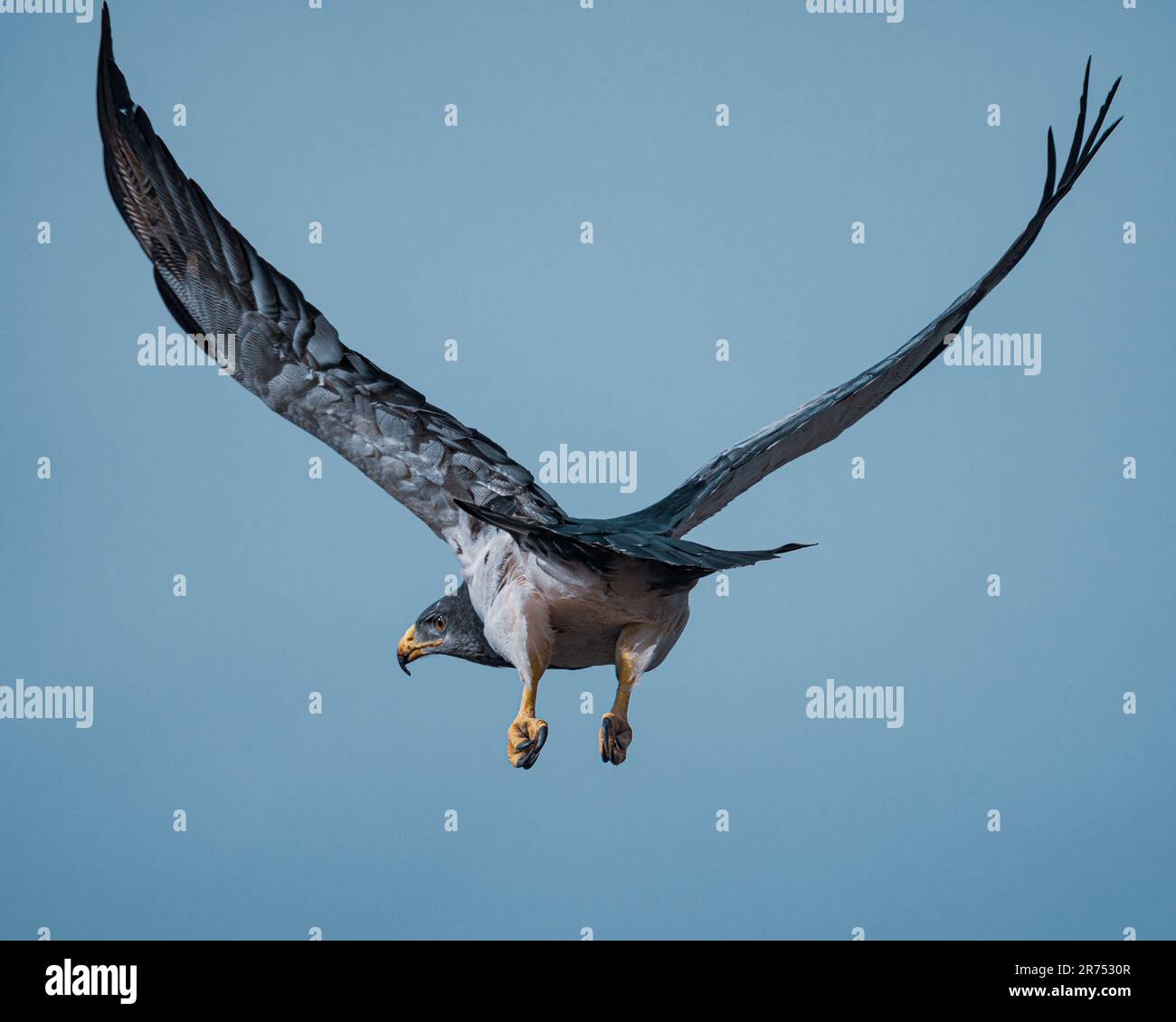 Schwarzer Buzzard-Adler auf dem Flug in chilenischem Patagonien Stockfoto