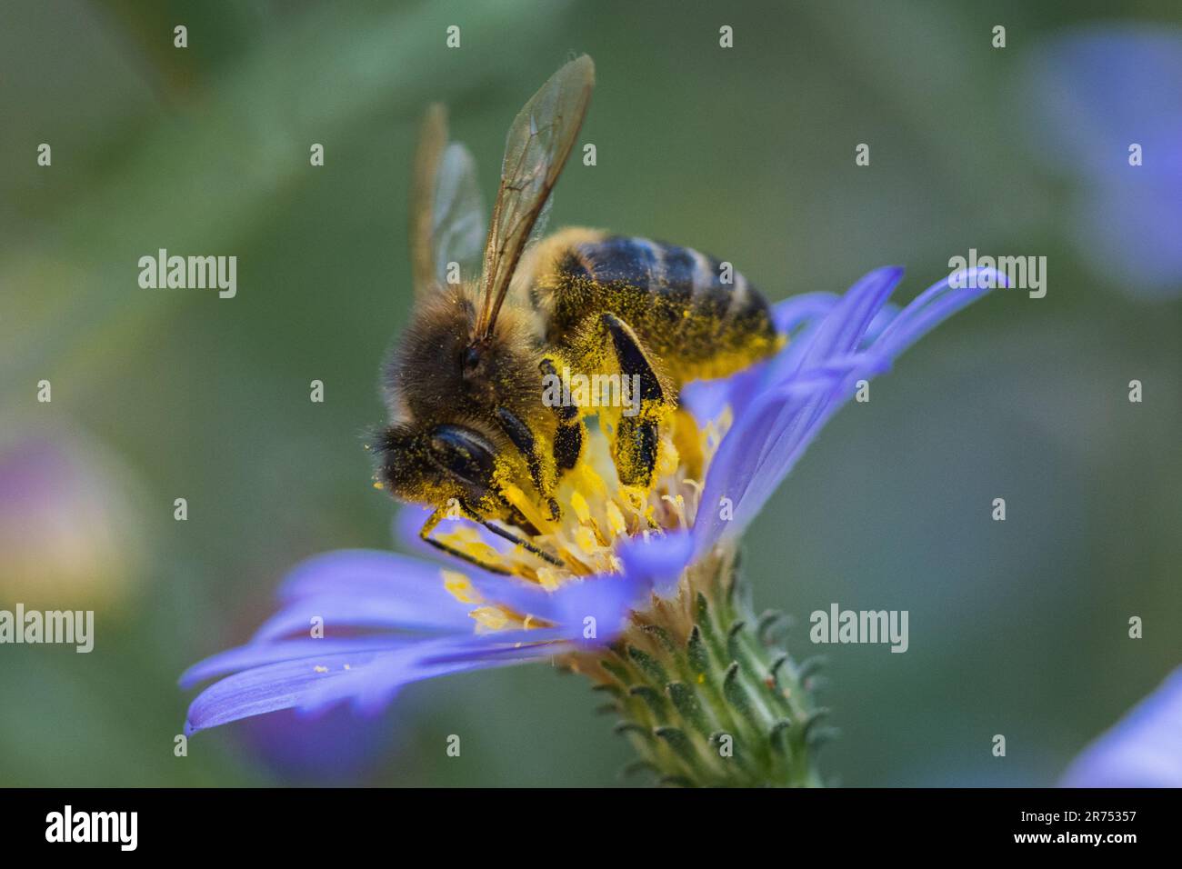 Biene auf Blume sammelt Pollen Stockfoto