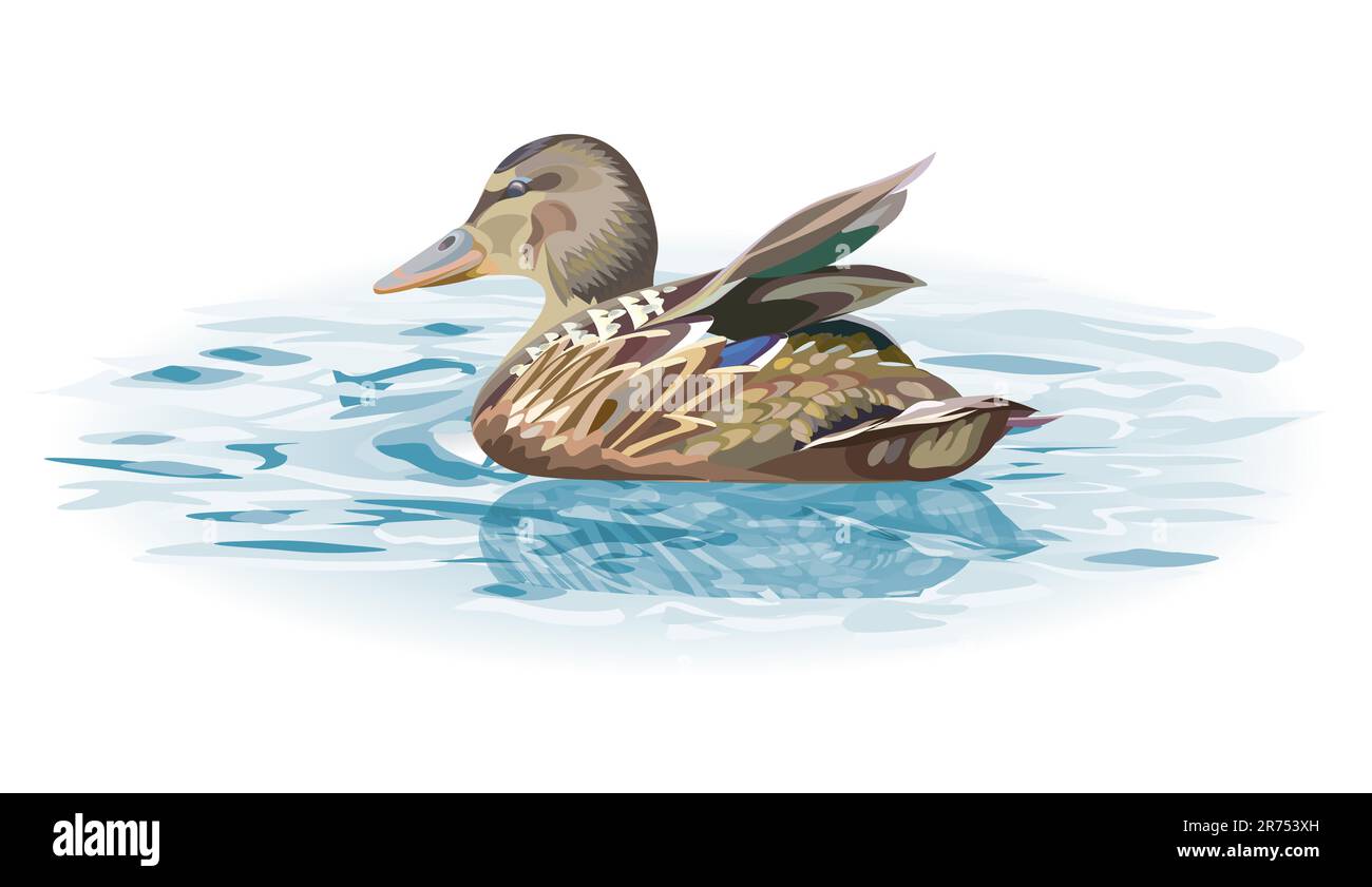 Ente auf dem Wasser - Vektordarstellung Stock Vektor