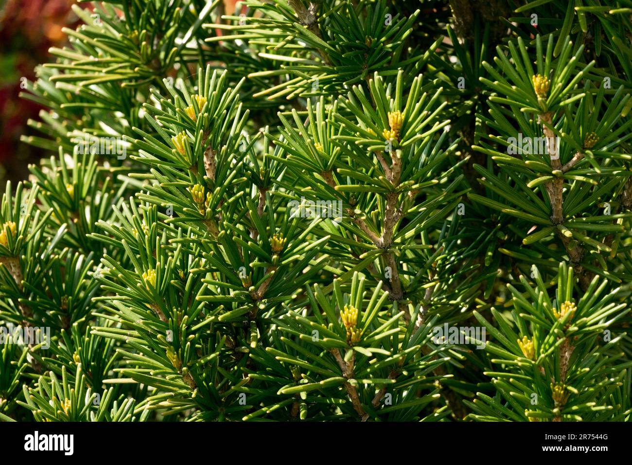 Sonnenschirmtanne, Koyamaki, japanische Regenschirmkiefer, Sciadopitys Verticillata 'Beauty Green' im Garten Stockfoto