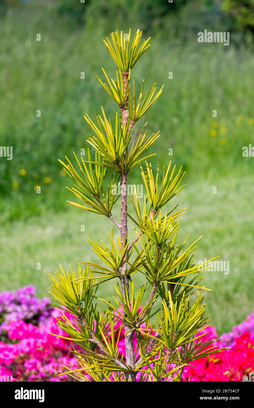 Sciadopitys Verticillata, Tree, Upright, Japanese Umbrella Pine in Garden Stockfoto