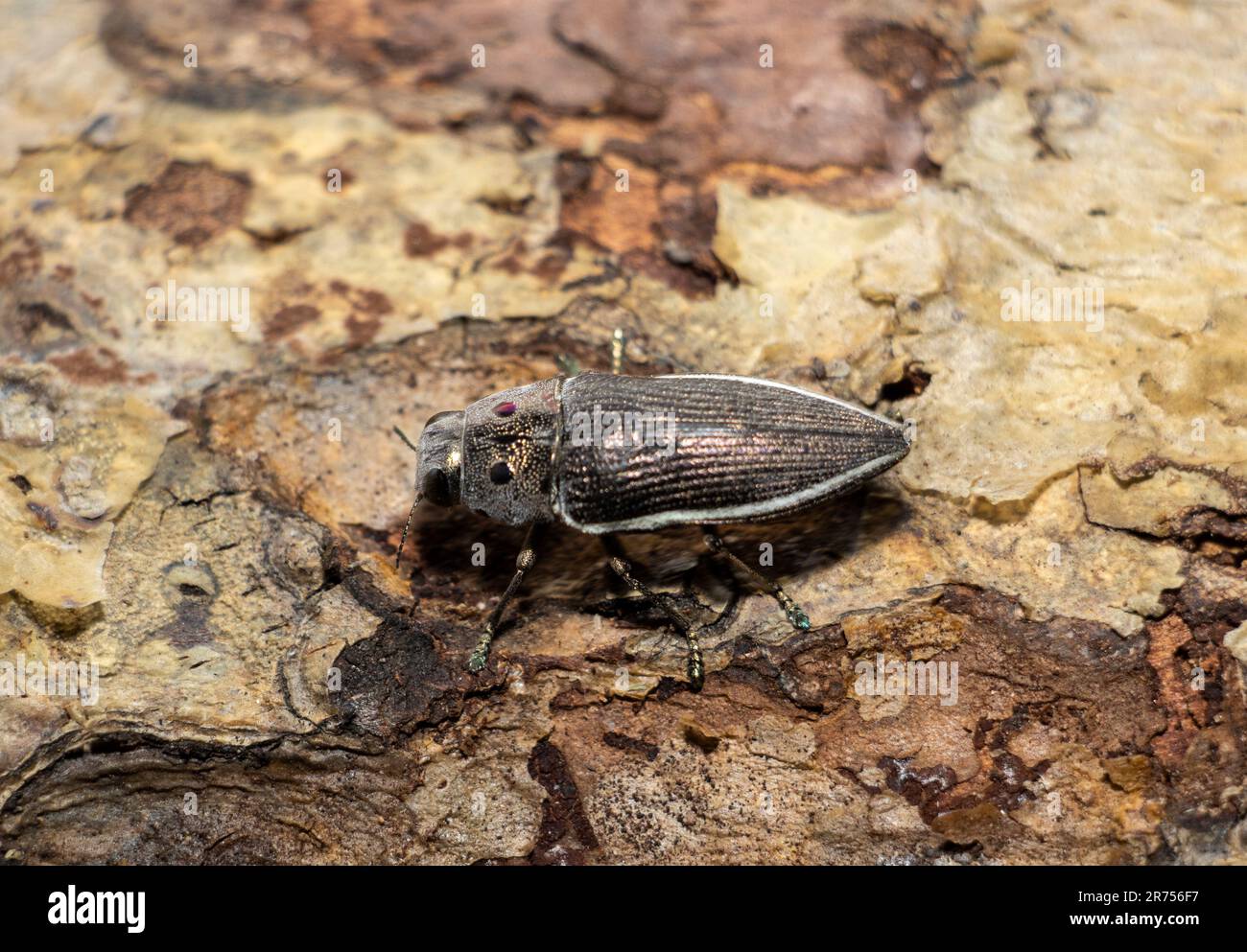 Der Eyed Jewel Beetle ist nach den Pseudo-Augenflecken auf dem Thorax benannt. Sie gehören zu den größten der Familie und sind selten verbreitet. Stockfoto