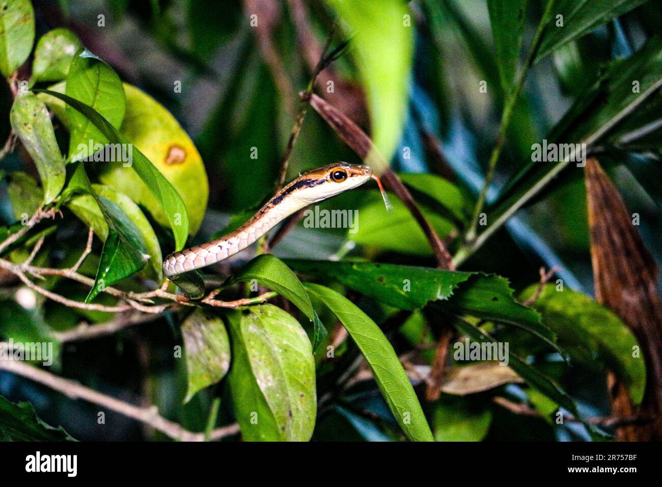 Versteckte Schlange in einem Regenwald Stockfoto