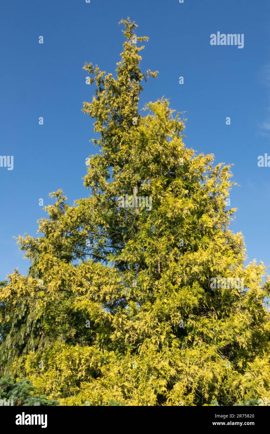 Goldener gelber konischer Nadelbaum Sawara Zypresse Chamaecyparis pisifera 'Gold Spangle' Chamaecyparis Sawara False Cypress aufrecht geformter Baum Stockfoto