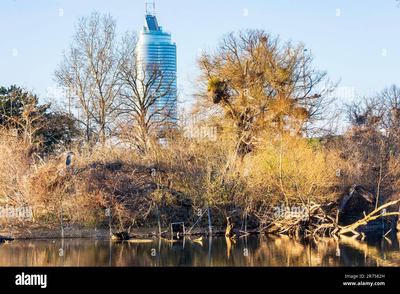 Wien, Park Wasserpark, Graureiher (Ardea cinerea) Zuchtkolonie, Nester, Millennium Tower im Jahr 21. Floridsdorf, Österreich Stockfoto