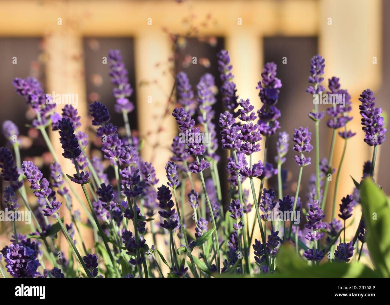 Lavandula Angustifolia „Ardèche Blue“ ist ein stark duftender immergrüner Strauß, der im Sommer blüht. Stockfoto