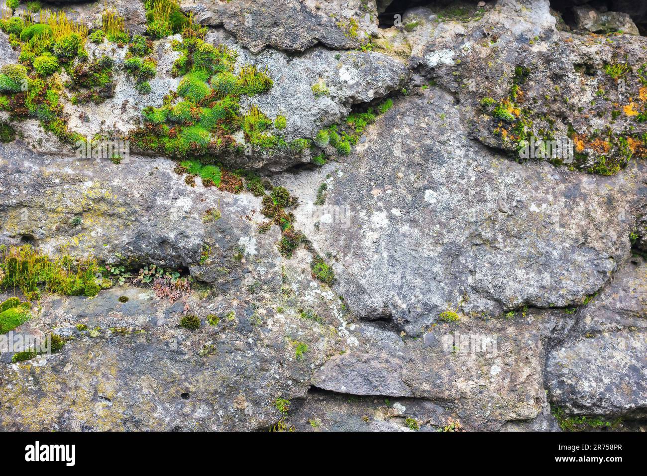 Alte Steinmauer. Moos und Pflanzen auf der Grunge-Oberfläche Stockfoto