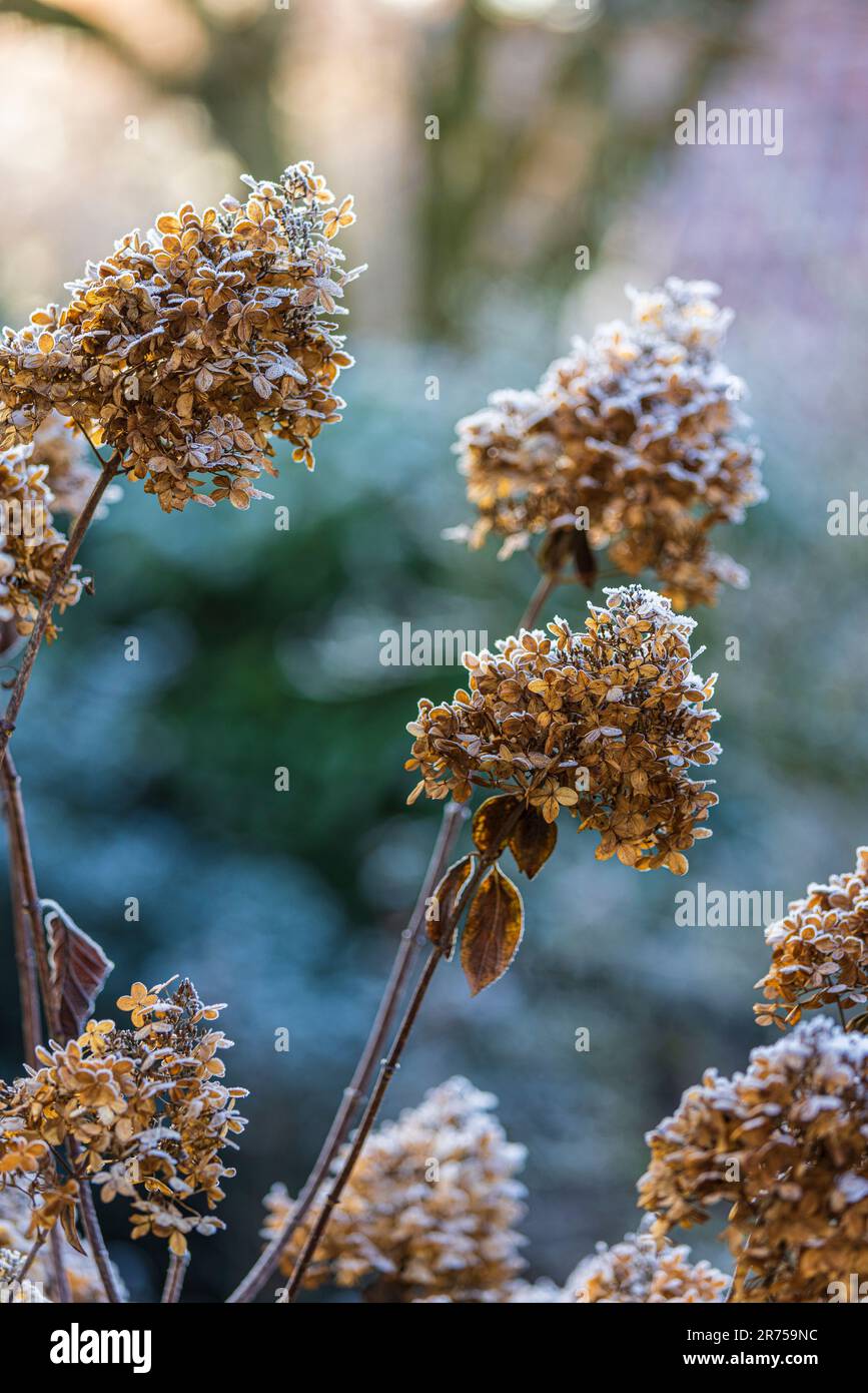 Trockene Blüten des wilden Kardons, Dipsacus fullonum, bedeckt mit Heiserfrost Stockfoto