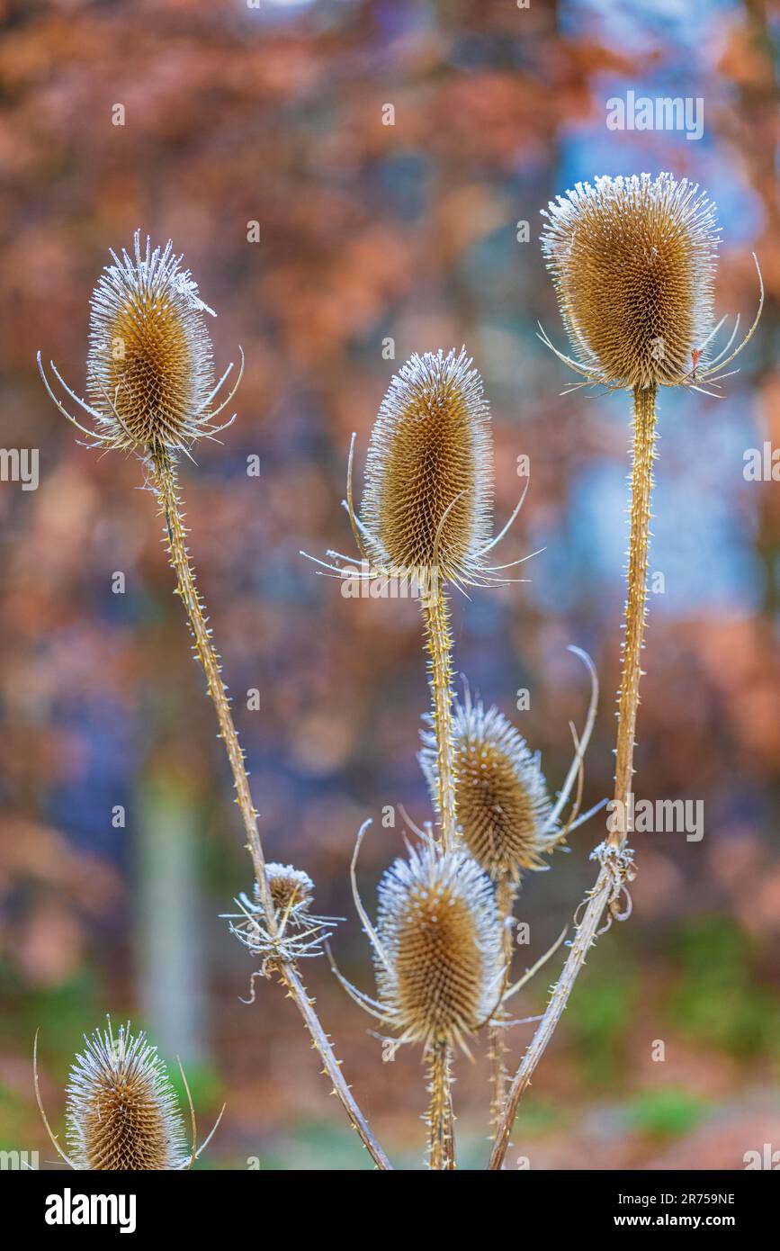 Trockene Blüten des wilden Kardons, Dipsacus fullonum, bedeckt mit Heiserfrost Stockfoto