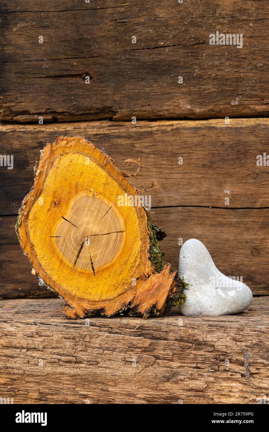 Holzstück vom Baum gesägt, herzförmiger Stein, Stille Leben Stockfoto