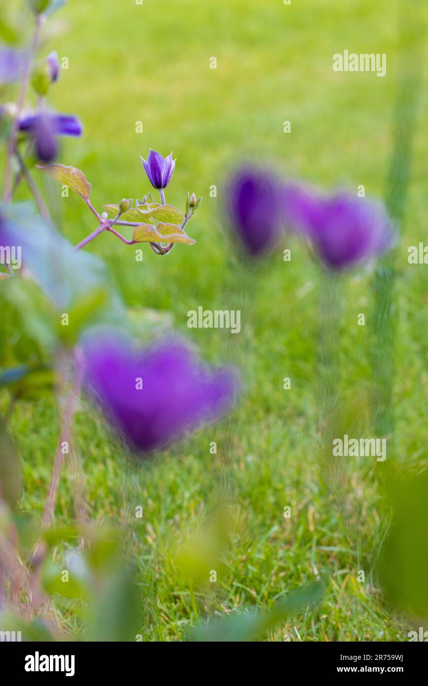 Clematis 'Justa' im Garten Stockfoto