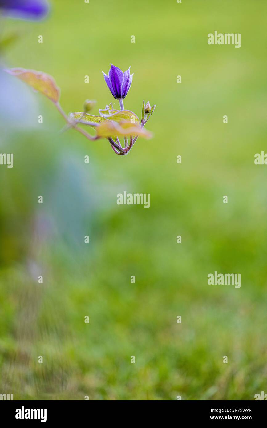 Clematis 'Justa' im Garten Stockfoto
