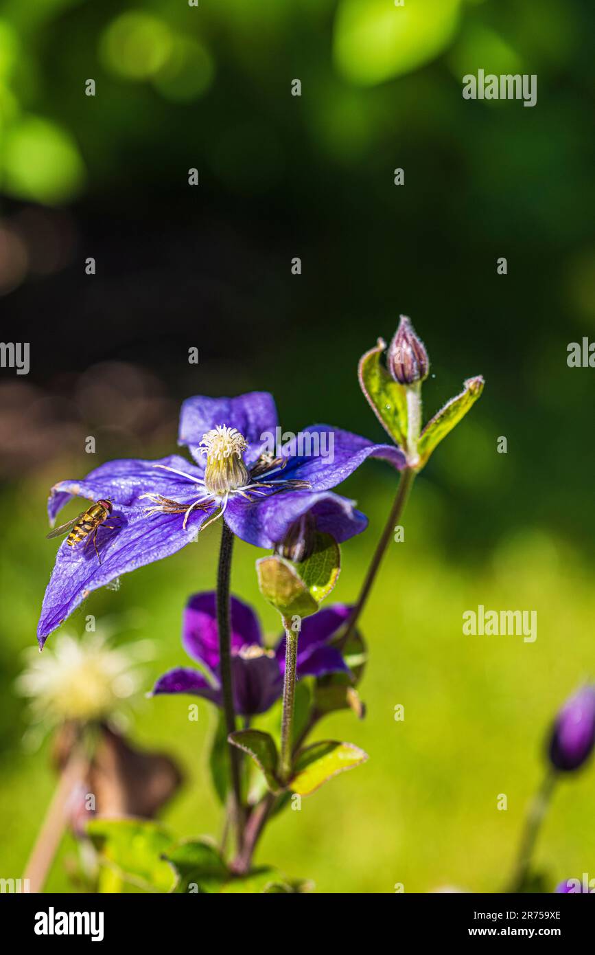 Clematis 'Justa' im Garten Stockfoto