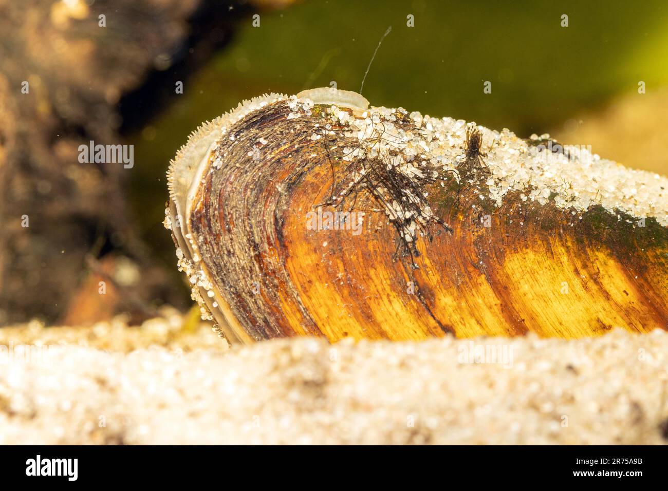 Malermuschel (Unio pictorum, Pollicepes pictorum), unter Wasser, Deutschland Stockfoto