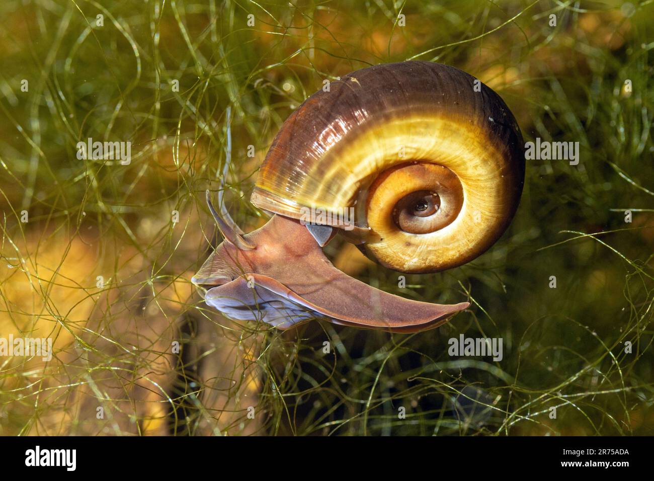 Hornfarbenes Bockhorn, großes Schornhorn, Trompete (Planorbarius corneus), kriechen durch Unterwasservegetation, Seitenansicht Stockfoto