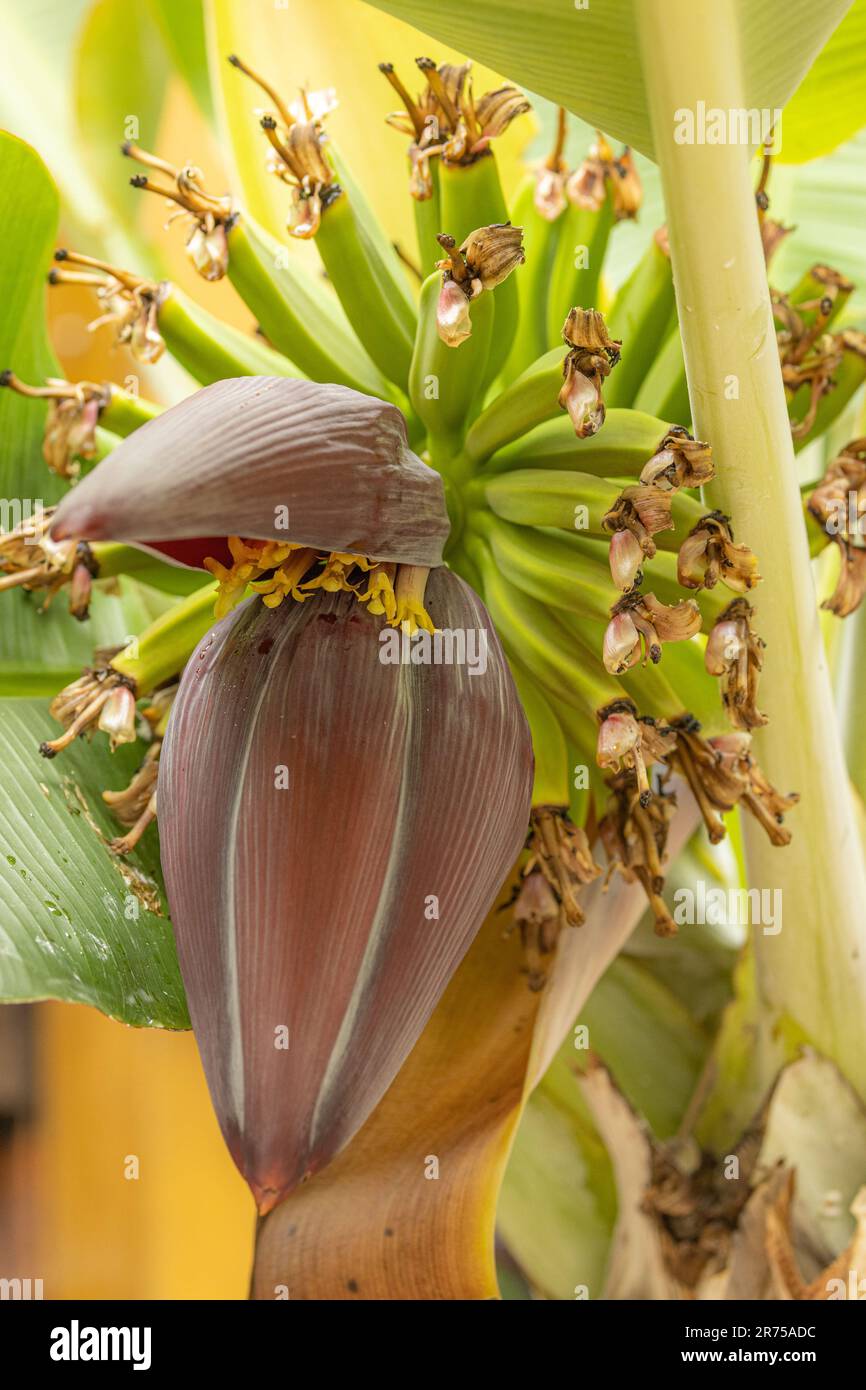 Weibliche bananenblten -Fotos und -Bildmaterial in hoher Auflsung  Alamy