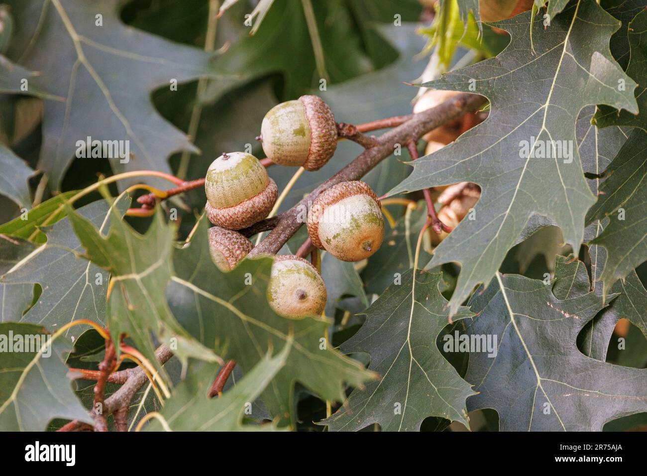 nördliche Roteiche (Quercus rubra), reife Eicheln auf einem Ast, Deutschland, Bayern Stockfoto