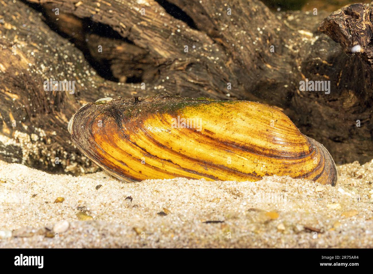 Malermuschel (Unio pictorum, Pollicepes pictorum), unter Wasser, Deutschland Stockfoto