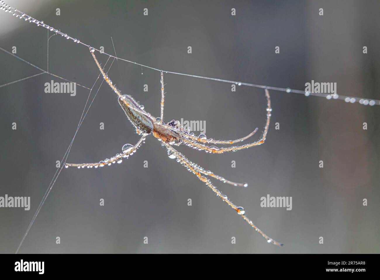 Lange Spinne (Tetragnatha-Spez.), auf dem Kopf nach unten mit Tautropfen an Drehfäden befeuchtet, Seitenansicht, Deutschland, Bayern Stockfoto
