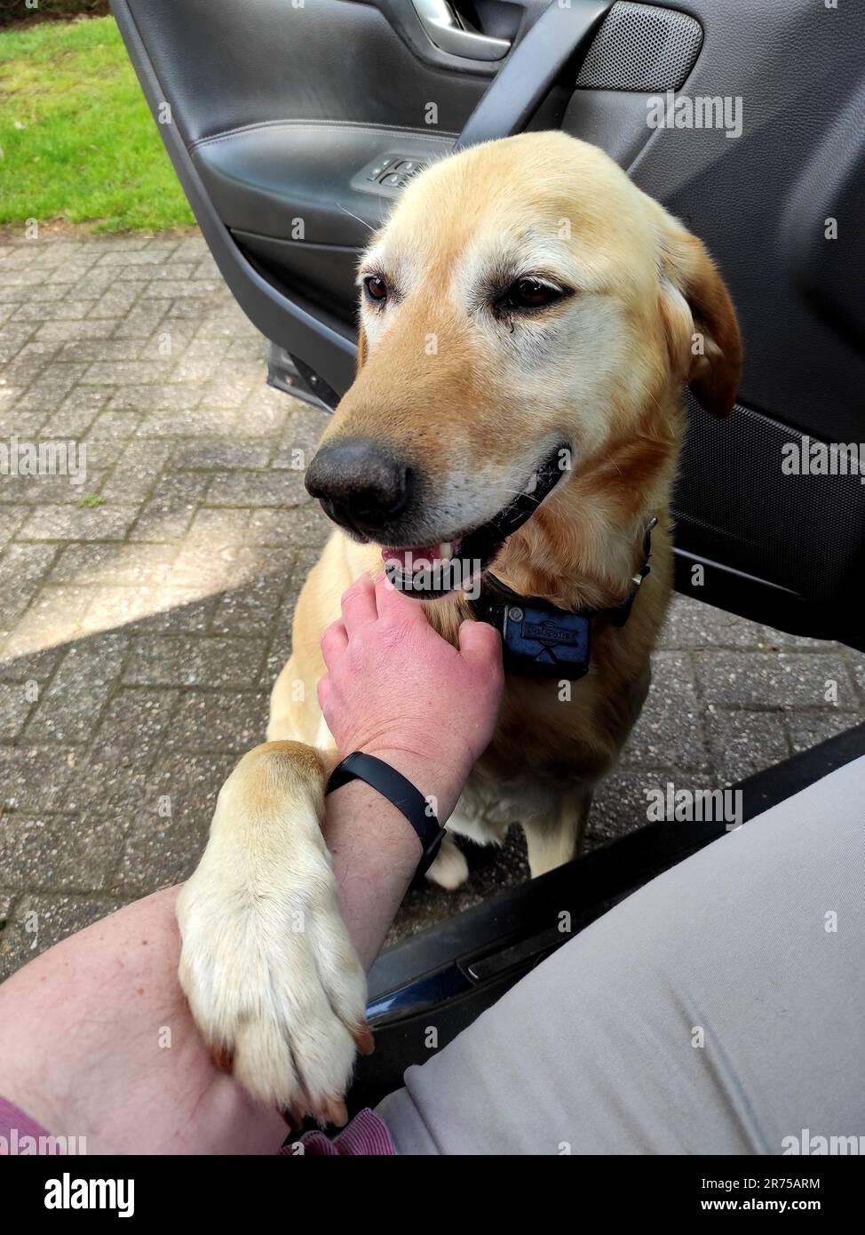 Labrador Retriever (Canis lupus f. familiaris), gelber Mann, der sich von seinem Meister im Auto verabschiedet, darf nicht in Urlaub fahren Stockfoto