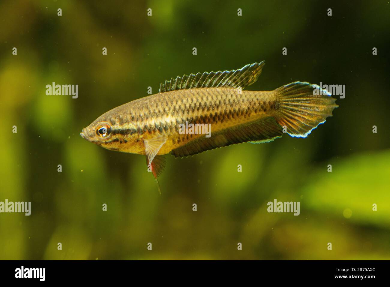 Rochen-Flossenfisch (Pseudosphromenus dayi), Schwimmen, Seitenblick Stockfoto