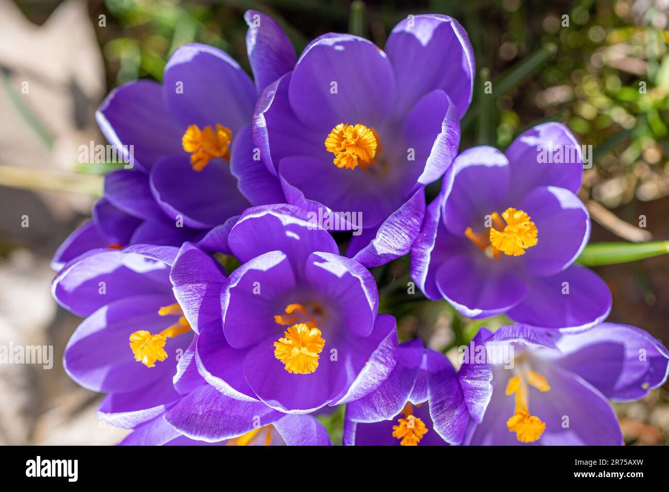Holländischer Krokus, Frühlingskrokus (Crocus vernus, Crocus neapolitanus), Blumen von oben Stockfoto
