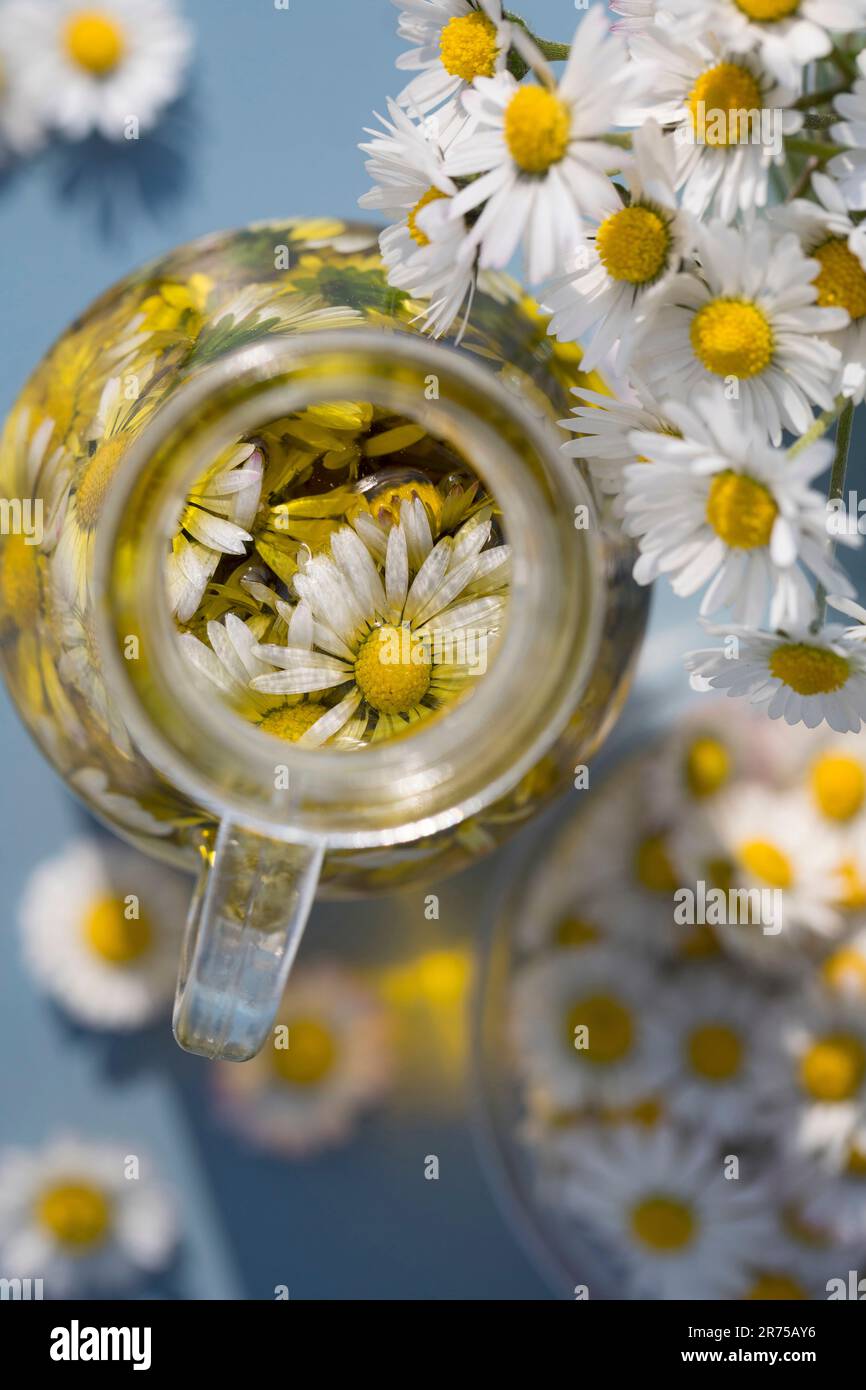 Gänseblümchen, Gänseblümchen, englische Gänseblümchen (Bellis perennis), Herstellung von Gänseblümchenöl, Deutschland Stockfoto
