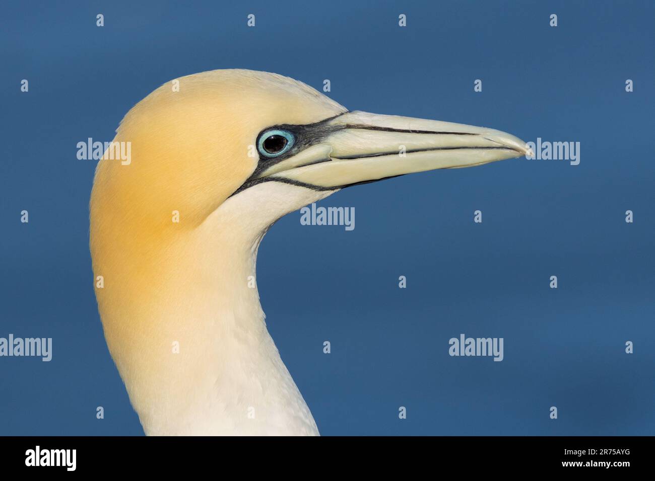 nördlicher Gannet (Sula bassana, Morus bassanus), schwarzer Gannet, Veränderung der Augenfarbe nach Infektion mit Vogelgrippe, Deutschland, Schleswig-Holstein, Stockfoto