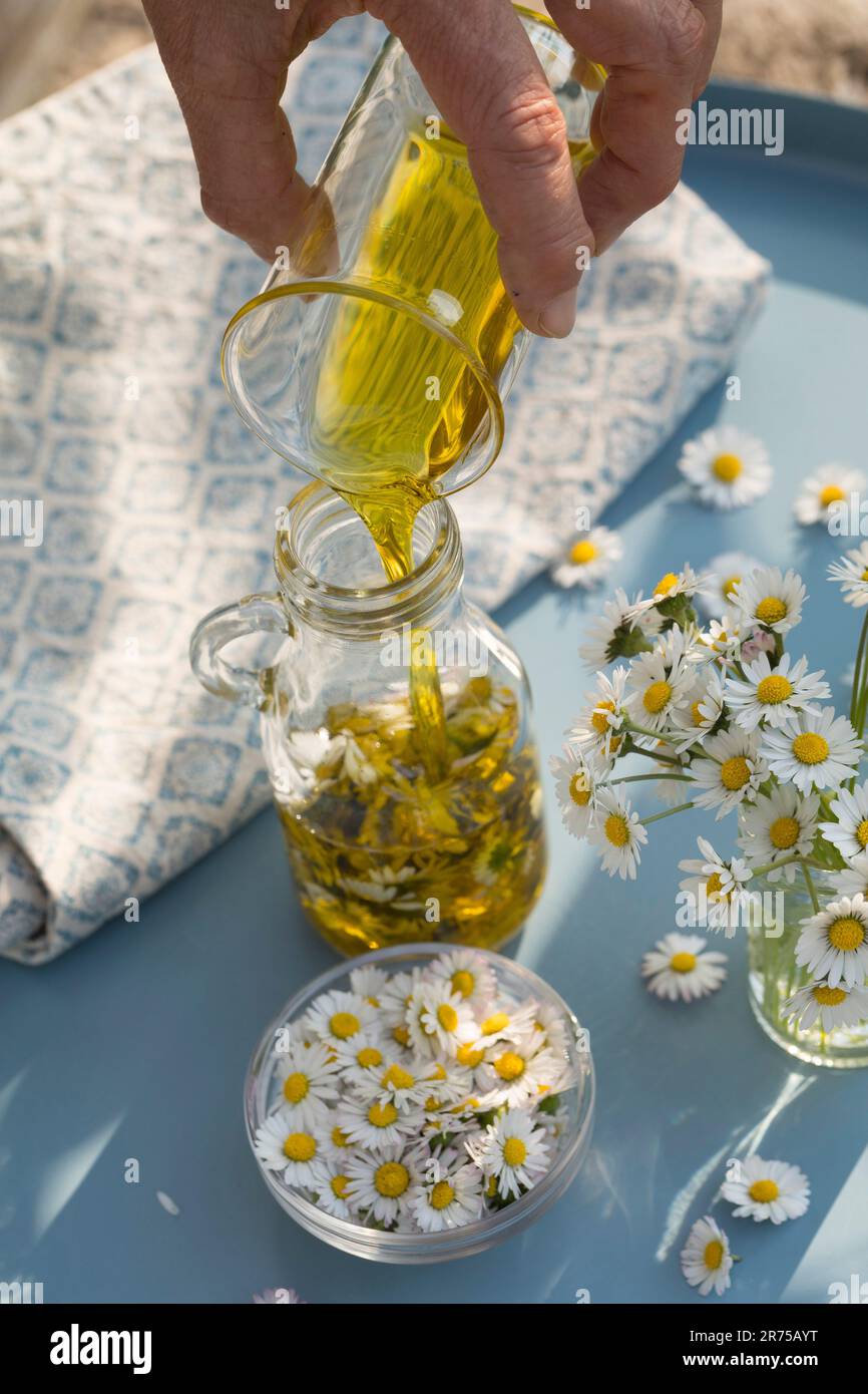 Gänseblümchen, Gänseblümchen, englische Gänseblümchen (Bellis perennis), Herstellung von Gänseblümchenöl, Deutschland Stockfoto
