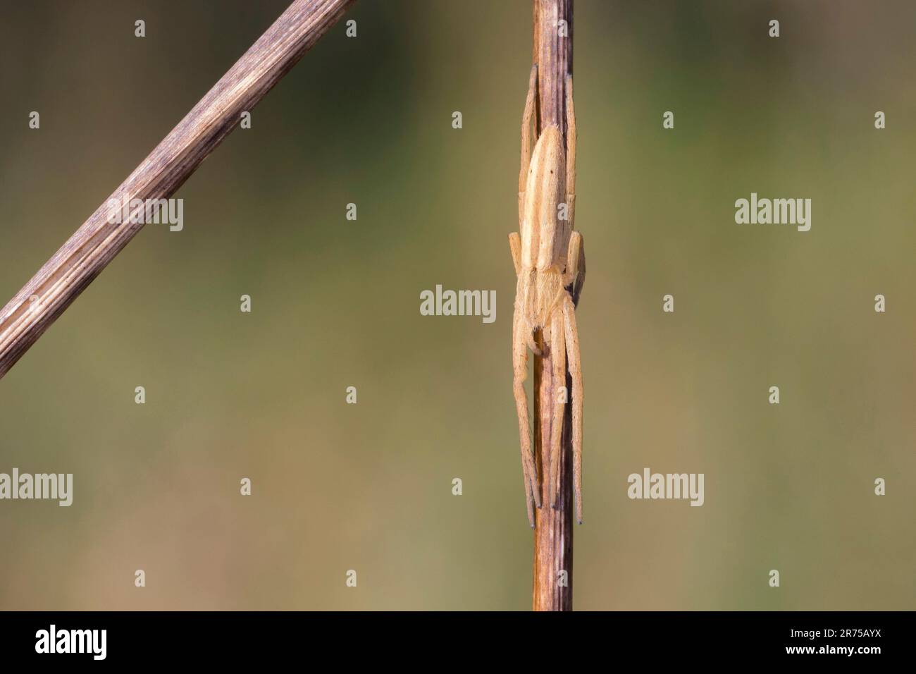 Laufende Krabbenspinne, Philodromid, Philodromid-Spinne (Tibellus oblongus), an einem Stamm, Deutschland Stockfoto