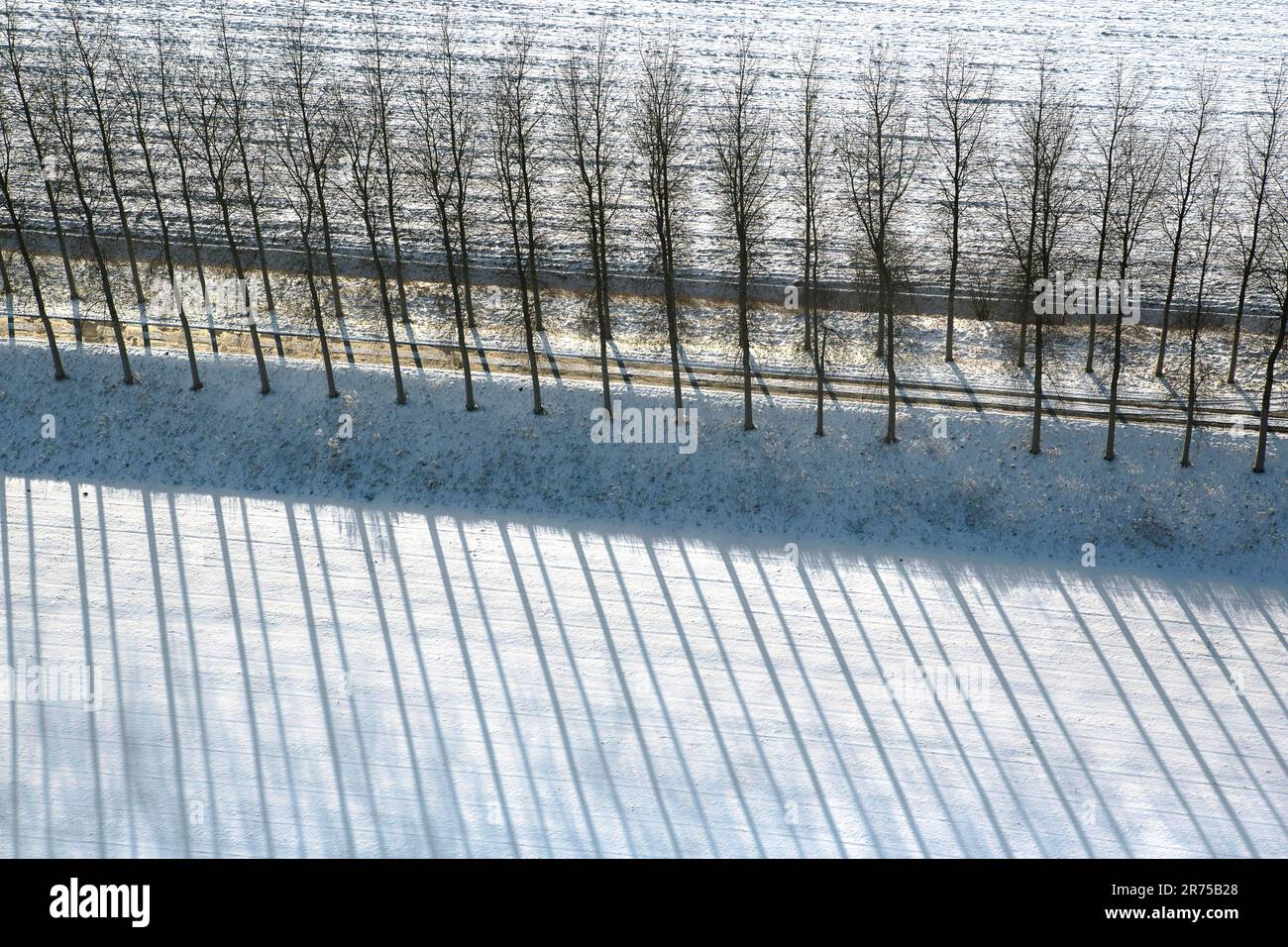 Eine Reihe von Pappeln wirft Schatten auf schneebedeckte Felder im Winter, aus der Vogelperspektive, Belgien, Ostflandern, Meetjeslands Krekengebied, Meetjesland Stockfoto