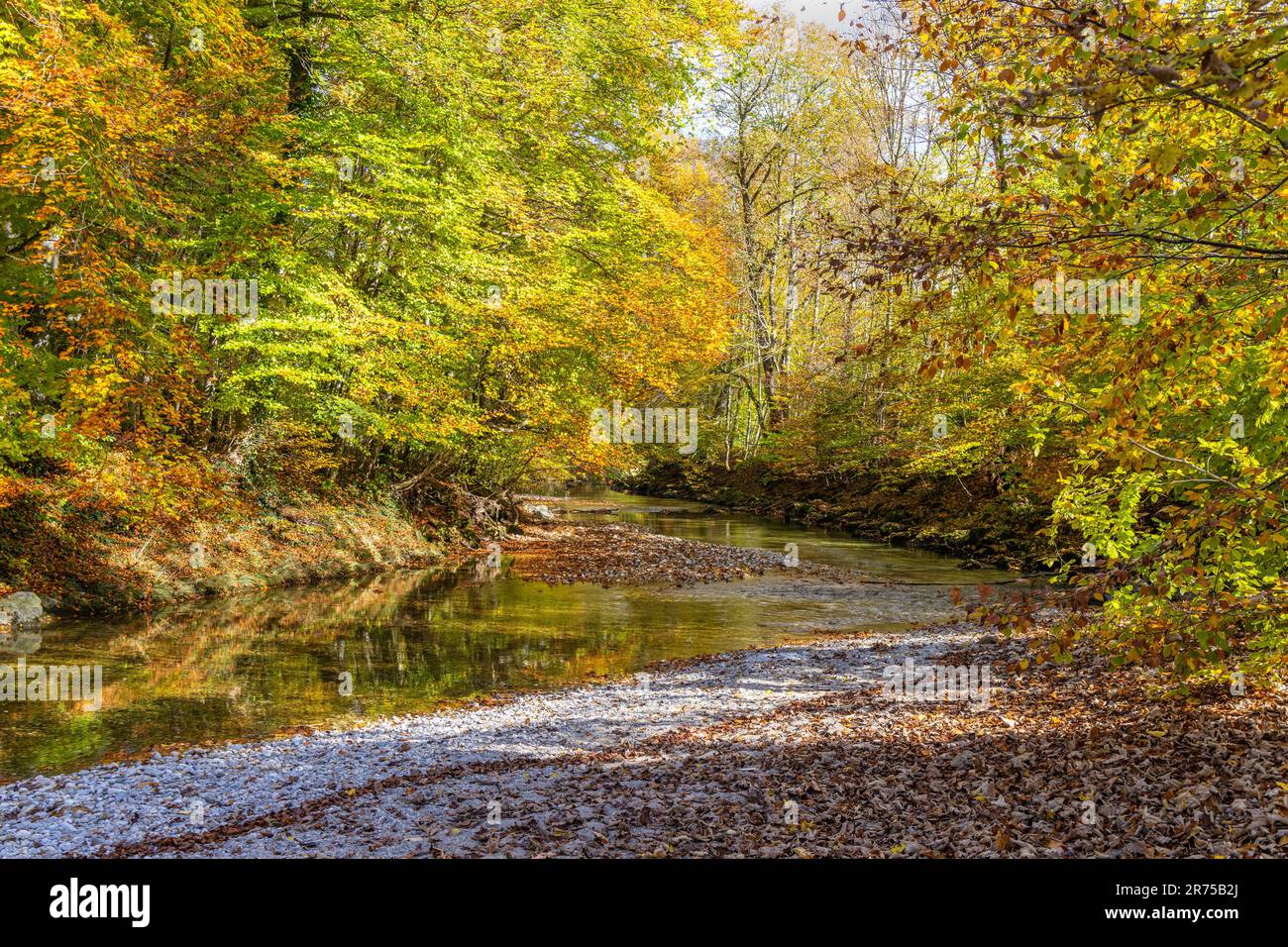 Kleiner klarer Fluss mit Uferwald in Herbstblättern, Deutschland, Bayern, Prien Stockfoto