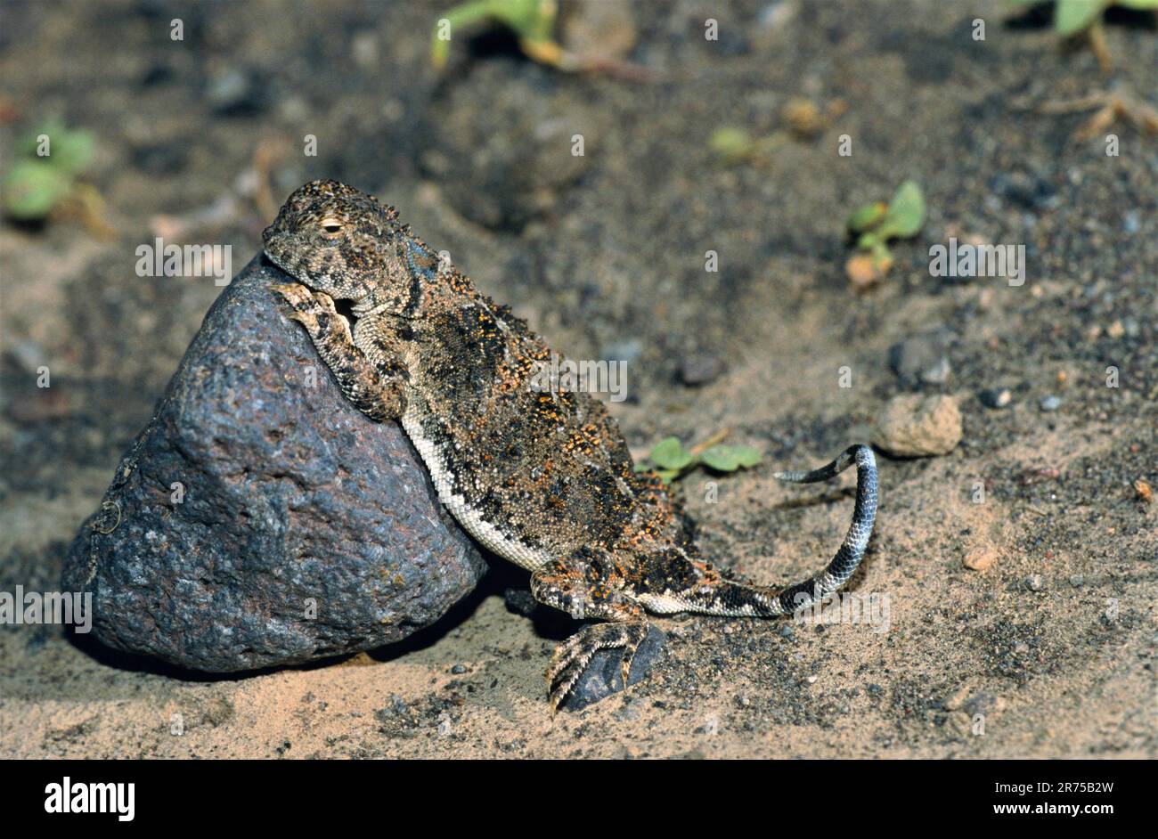 Gray Toadhead Eidechse, Gray Toadhead Agama (Phrynocephalus scutellatus, Agama scutellata), Sonnenbaden, Truthahn, Anatolien, Ostanatolien Stockfoto