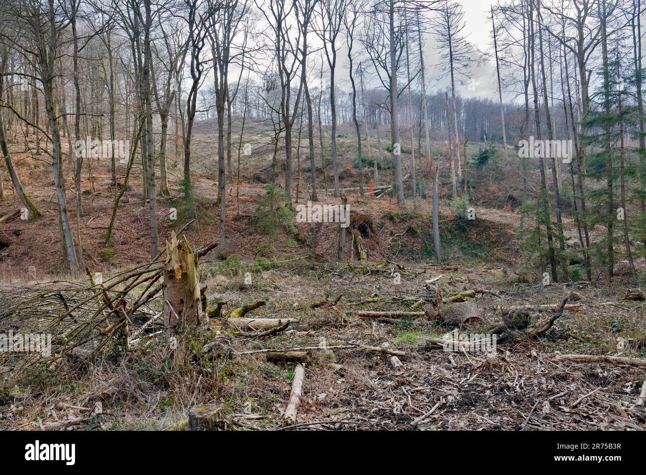 Walddieback beim Klimawandel, Deutschland, Nordrhein-Westfalen, Sauerland Stockfoto