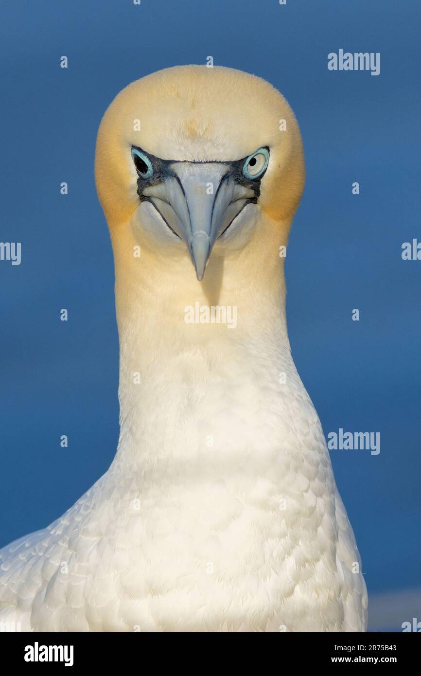 nördlicher Gannet (Sula bassana, Morus bassanus), schwarzer Gannet, Veränderung der Augenfarbe nach Infektion mit Vogelgrippe, Deutschland, Schleswig-Holstein, Stockfoto