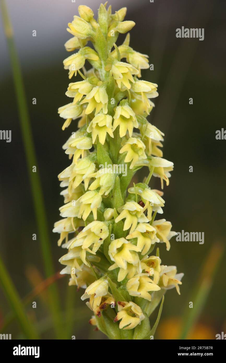 Kleine weie orchideen -Fotos und -Bildmaterial in hoher Auflsung  Alamy